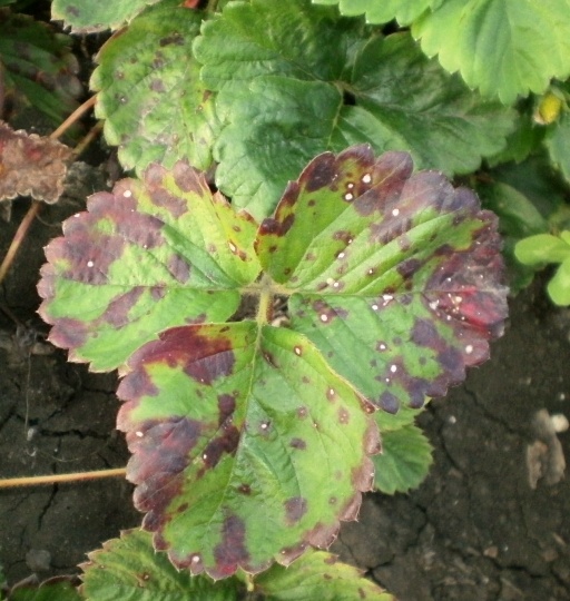 Почему мы неправильно выбираем фунгициды от бурой пятнистости клубники (и не только): 4 ошибки. Это в садовом магазине могут не сказать