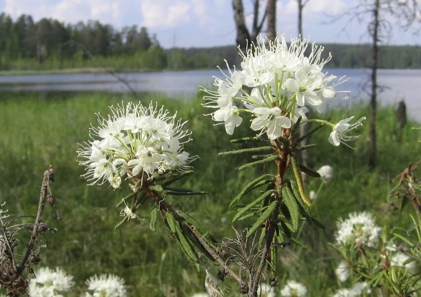 Багульник болотный