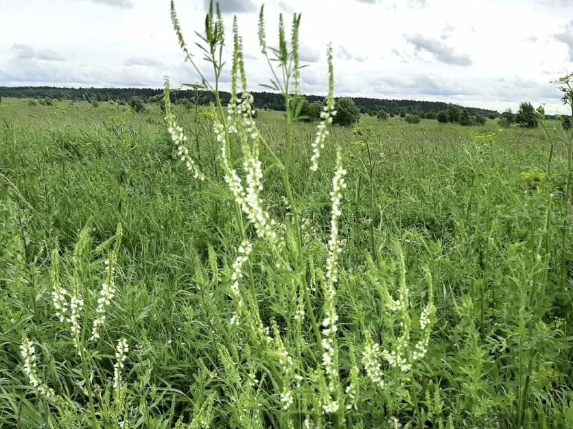 Донник белый