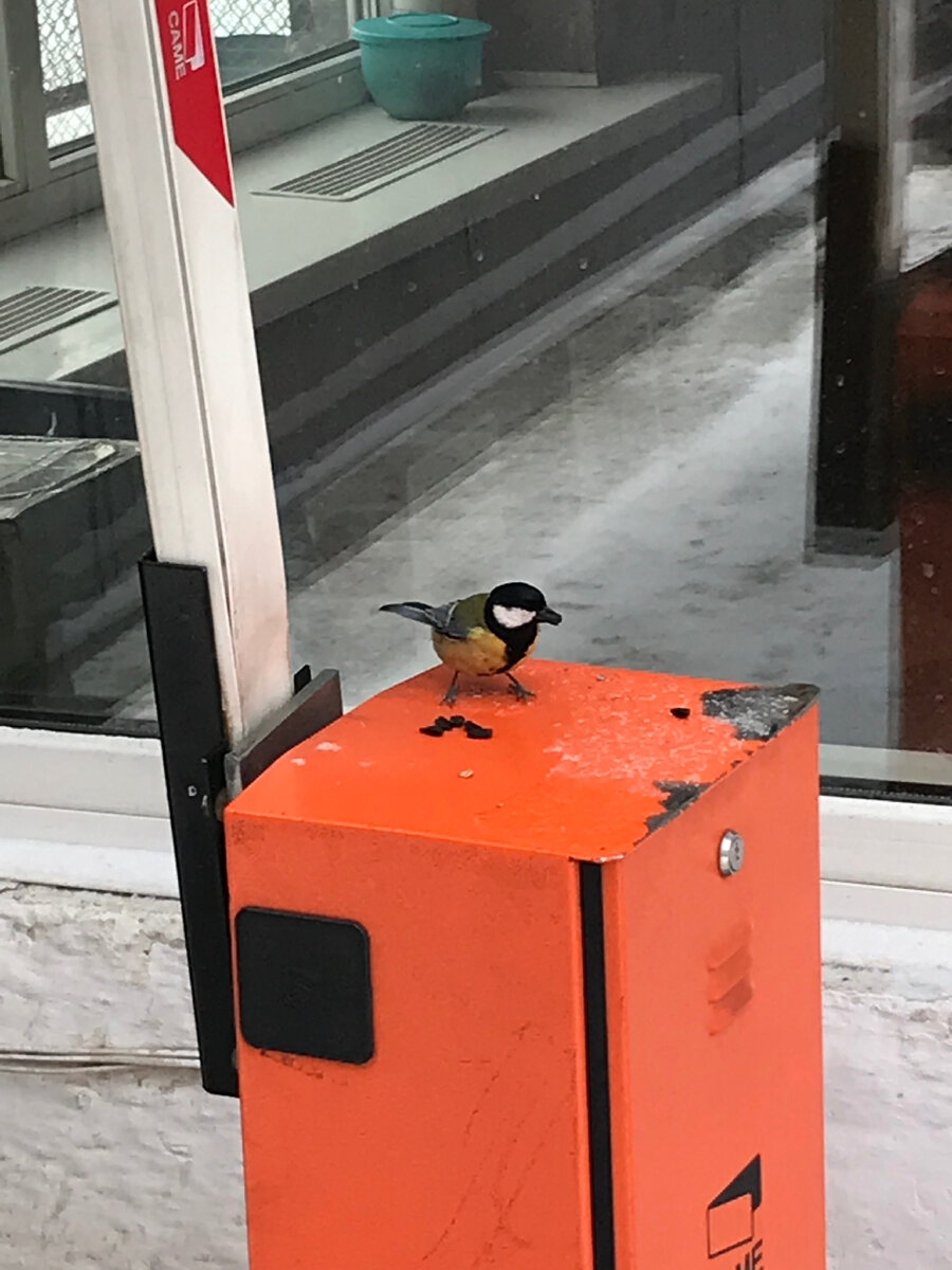 Охрана поёт охрана...