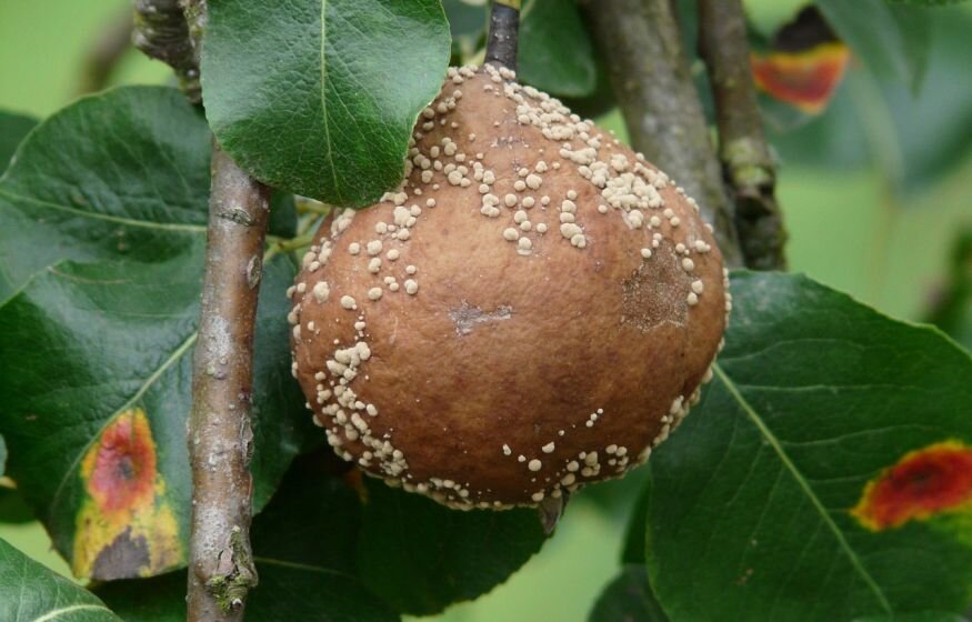    Климатический кризис вызовет вспышку новых смертельных заболеваний