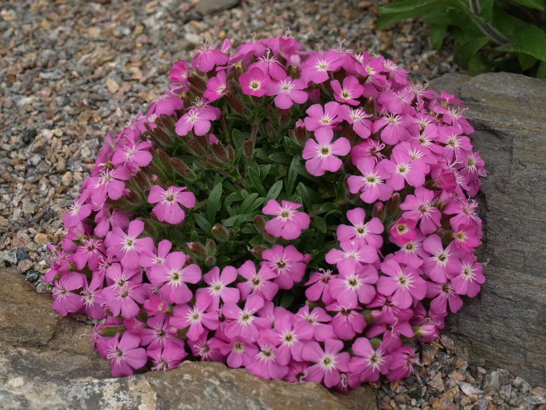 На фото - цветы сапонарии