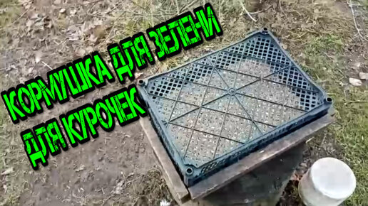 Утята мускусные