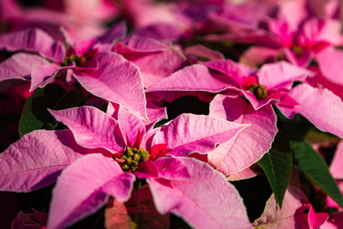 рождественский цветок пуансетия как ухаживать в домашних условиях | Дзен