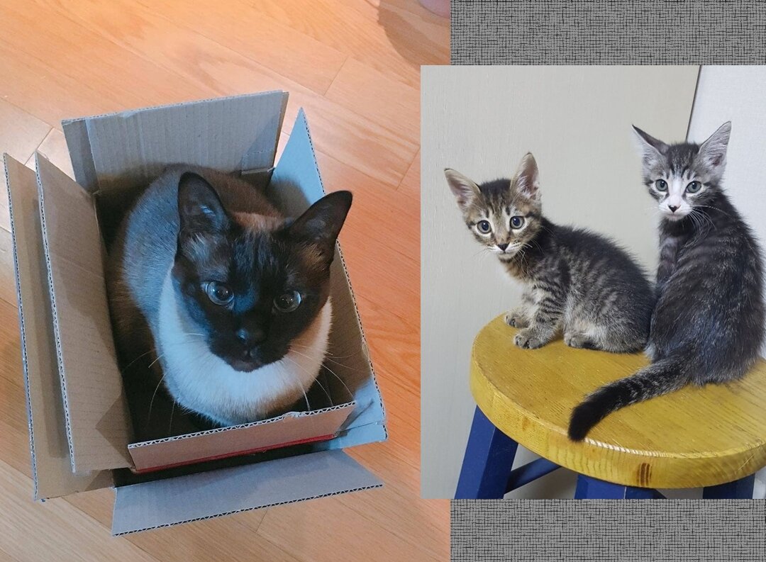 У нас тоже такие коробки есть. Мне корм в них привозят! В две то сразу я еще не пробовала. Мать, а ну построй мне такой же дом!