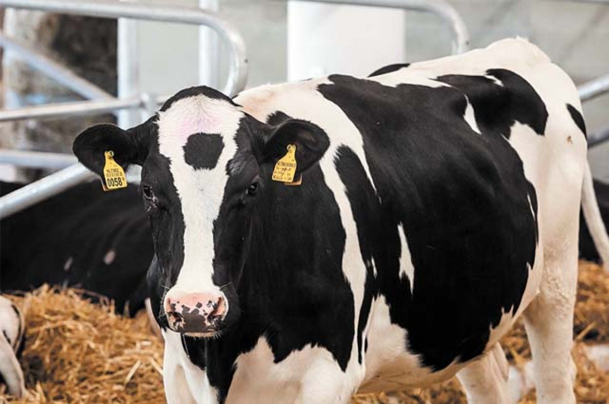    Жителям нужно сообщать ветеринарам о заболевших животных.