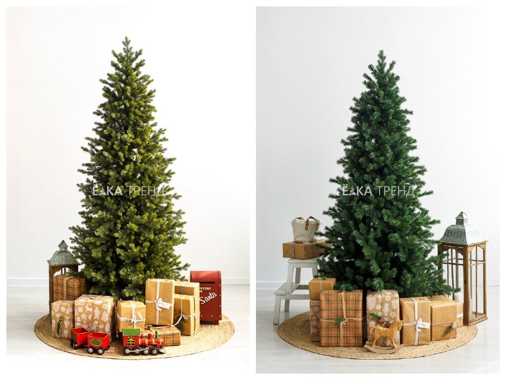 Зауженные ели с А-силуэтом: Монте и Леман