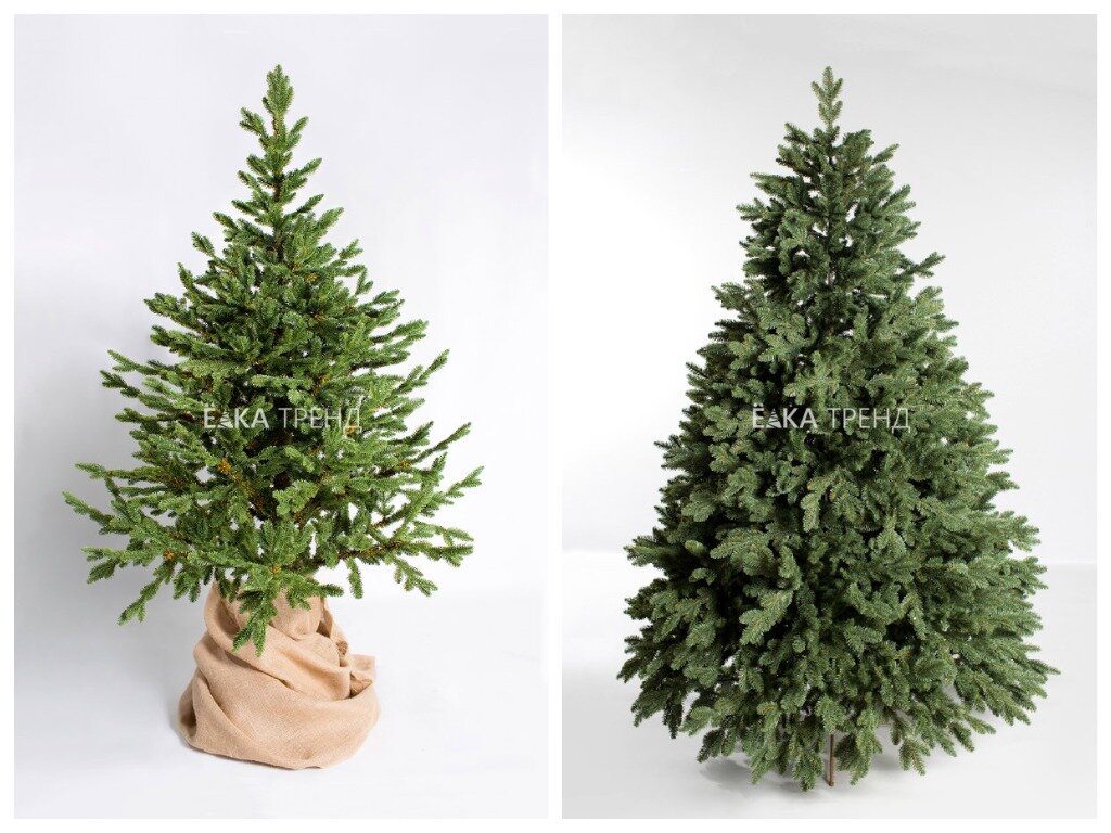 Ели с раскидистой кроной: Датская ель и ель Монтерей