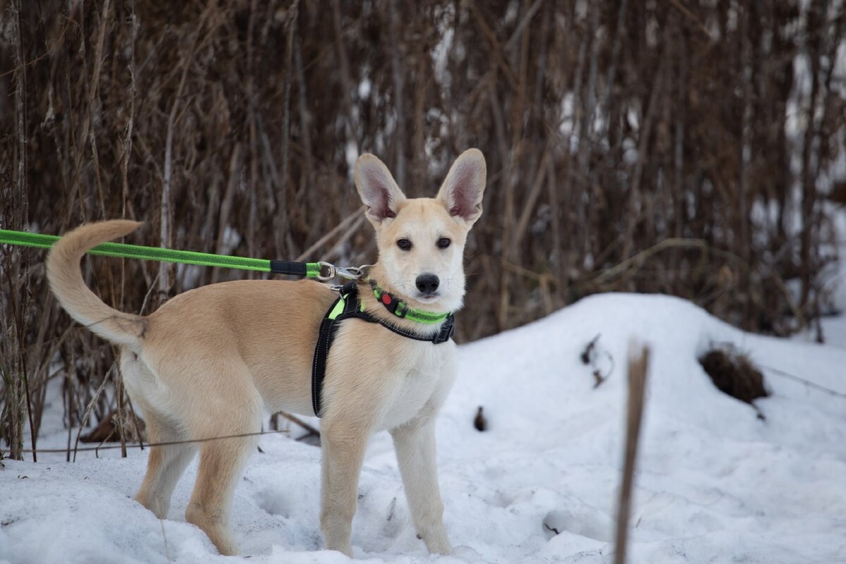 Феня ищет дом. Фото предоставлено Викторией Вергерой. 