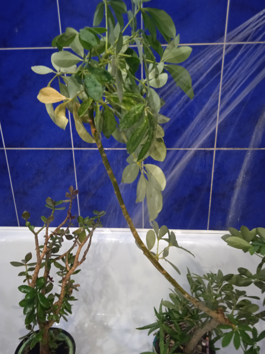 Мойка цветов