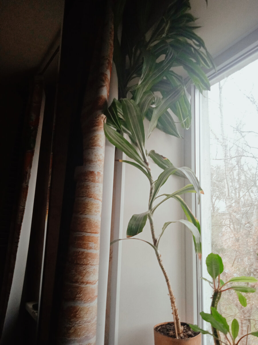 Растение-дылда