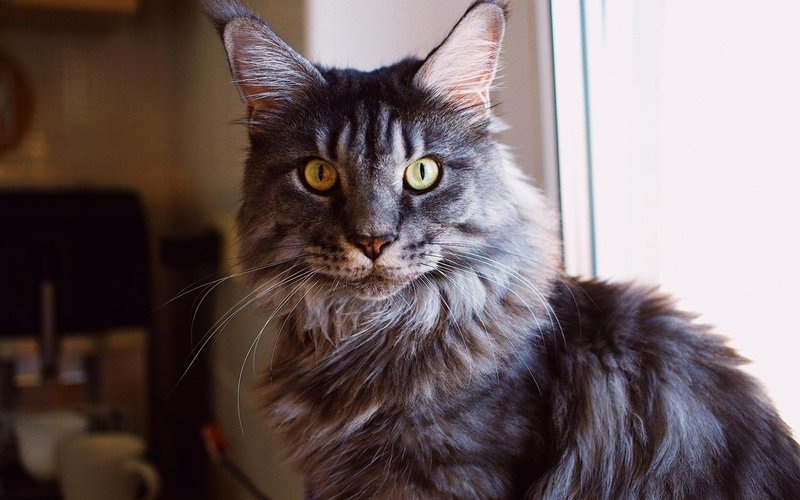 7 доказательств, что кошки — те еще привереды