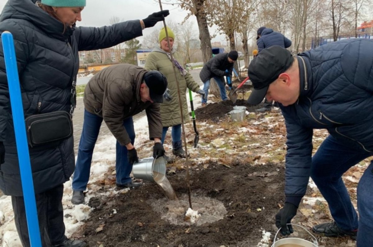    На омской «Аллее Ангелов» высадили клёны