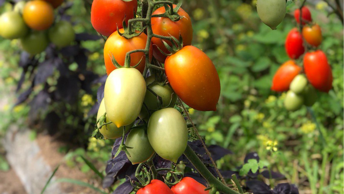 Закупаем семена помидор к следующему сезону | ВАШ ГИД 🍀 В САД🌹 И ОГОРОД  🍅 | Дзен