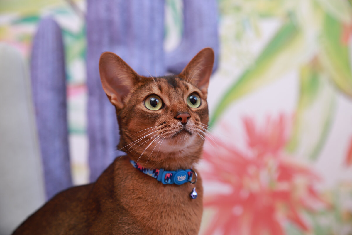 На фото — ошейник для кошек нейлоновый Triol "Абстракция".