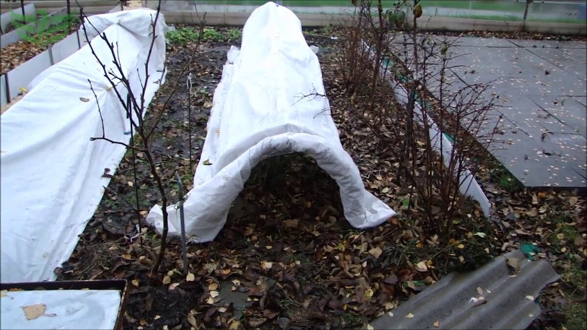 Как правильно подготовить землю к зиме: секреты успешного зимования растений