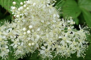 Спирея ульмарская (таволга)