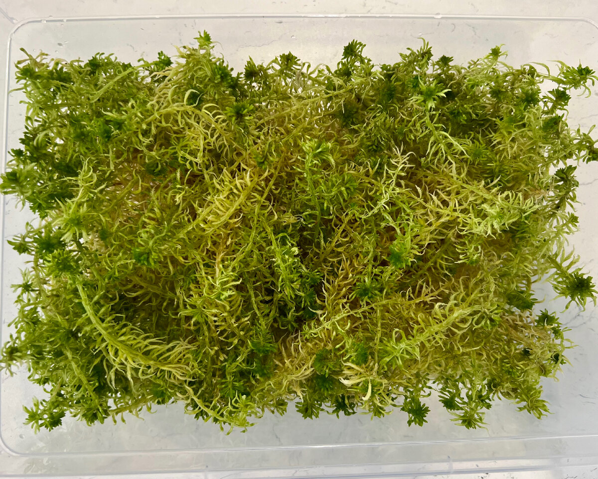 Anthocerotopsida - Wikidata