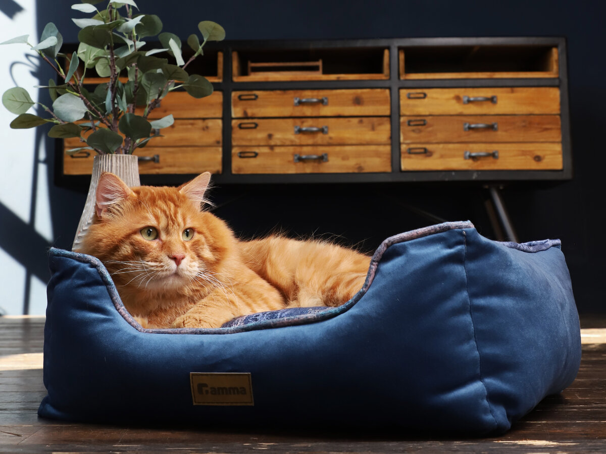 Владельцы котов-мемов не дадут соврать – прославившийся в интернете котик может стать настоящей золотой жилой.