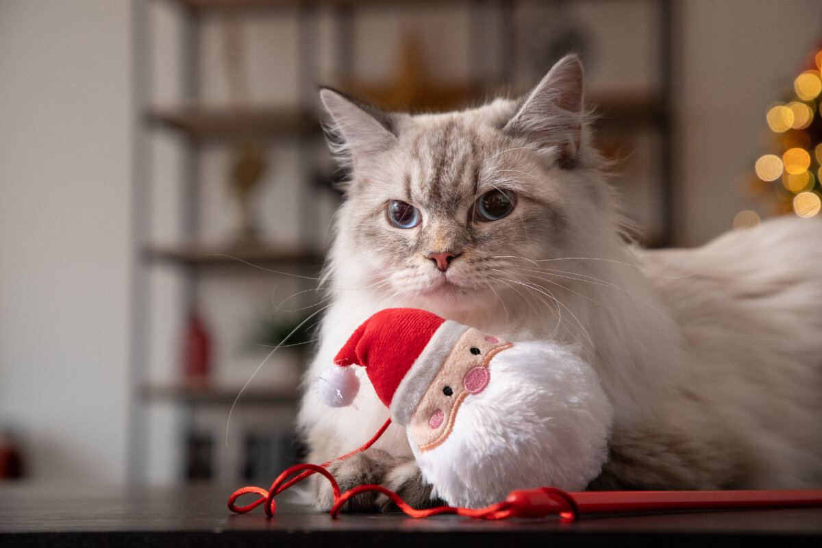 На фото – игрушка-дразнилка для кошек Triol "Дед Мороз", серия NEW YEAR.