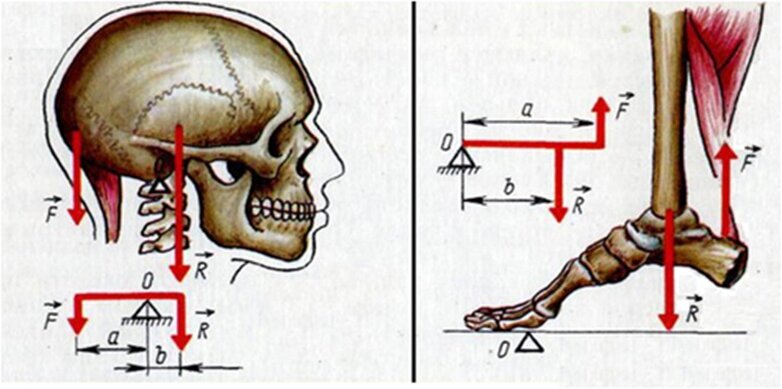 Презентация на тему рычаги в теле человека