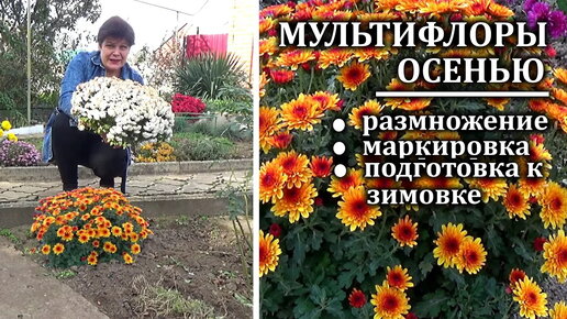 Мультифлоры осенью Размножение, подготовка к зиме, маркировка