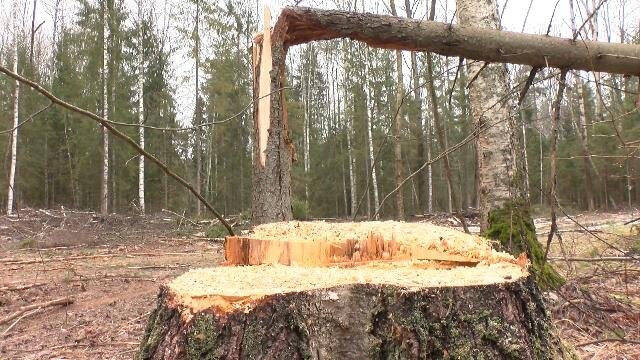 70 деревом. Лесорубы иваново. Черные лесорубы пермский край. Черные лесорубы иваново. Черные лесорубы иваново.