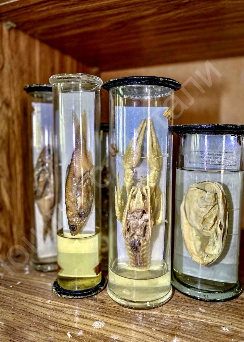 Заспиртованные экспонаты