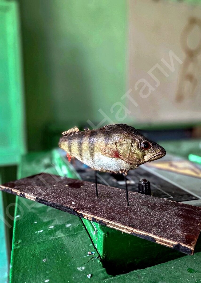 Чучело окуня