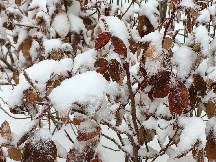     Зима. Фото: saratov.mk.ru "МК в Саратове"