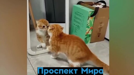 Самые милые и забавные котики и собачки в одном ролике. Смешные и неуклюжие братья наши меньшие поднимут вам настроение!