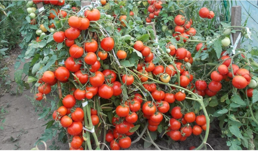 3 необычных способа посадки томатов: загущенный, по-китайски, ампельные на подоконнике