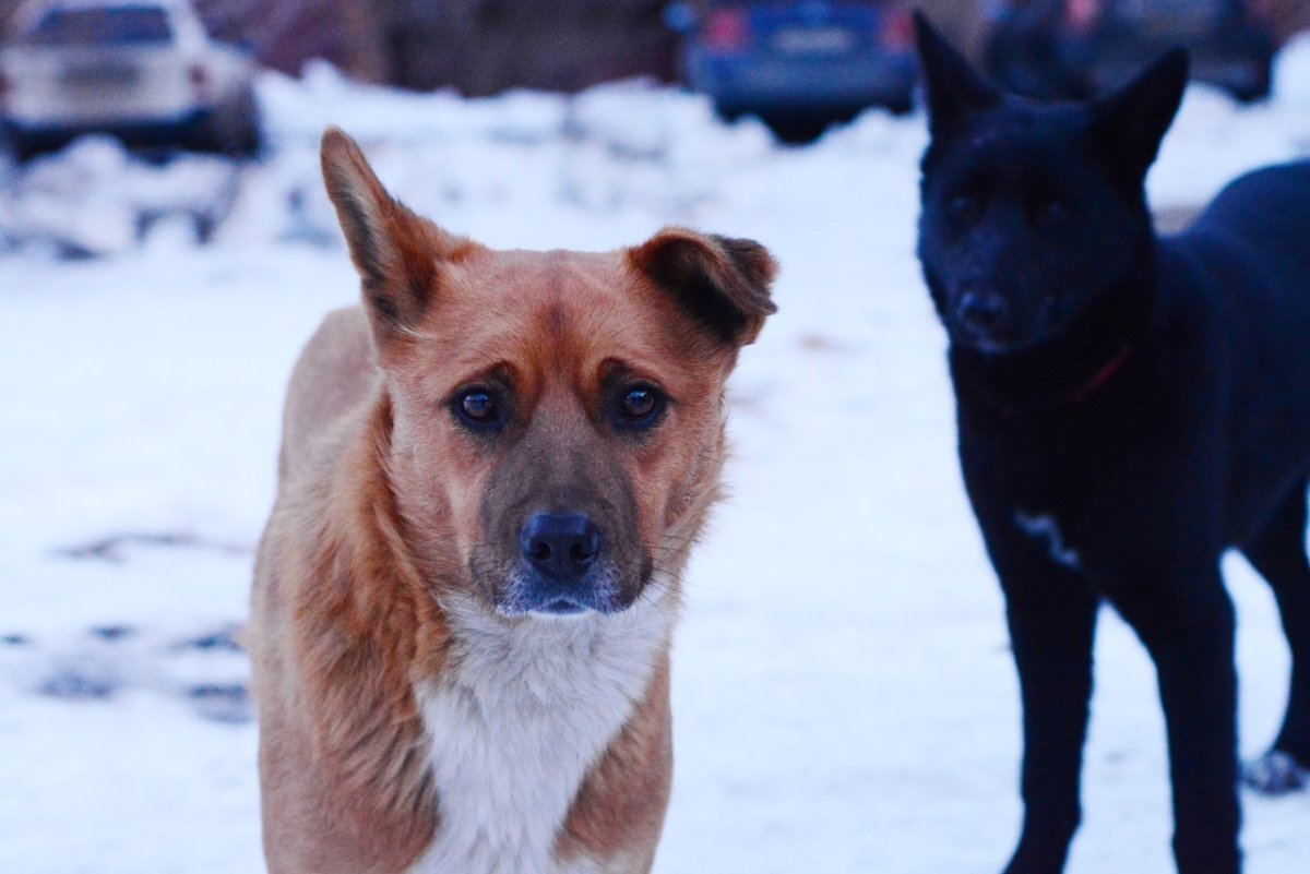    Бобик с чипом.