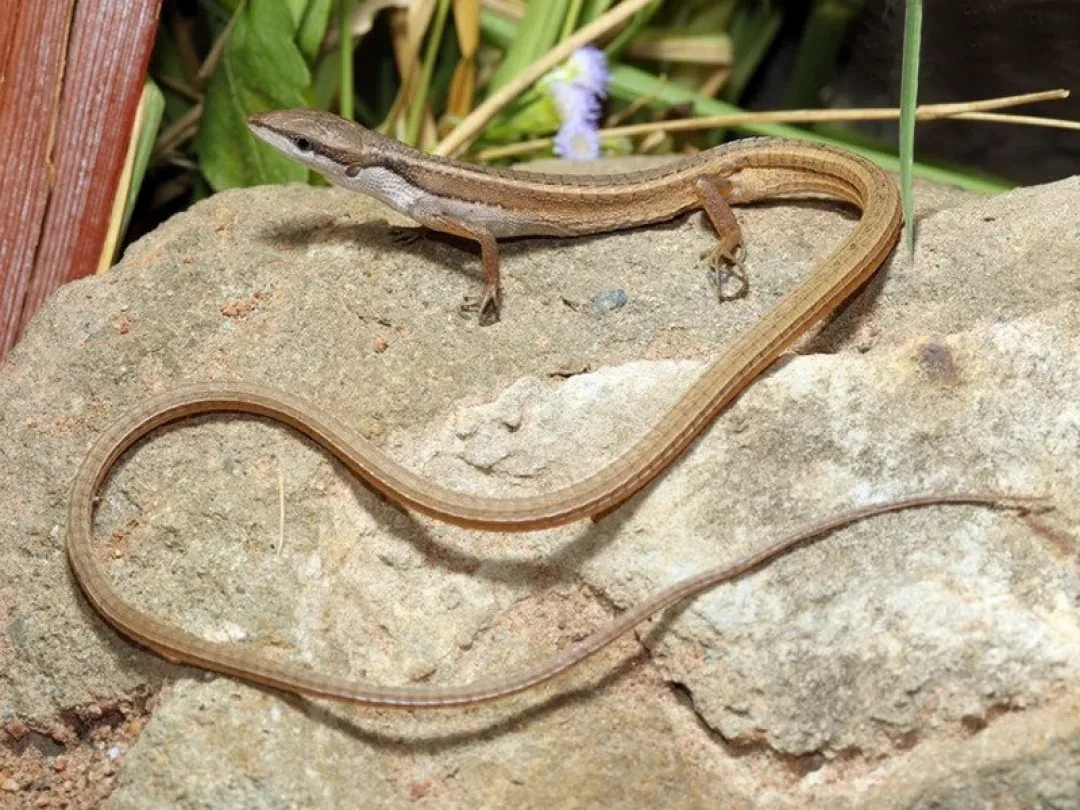 Вот для кого размер имеет значение. 