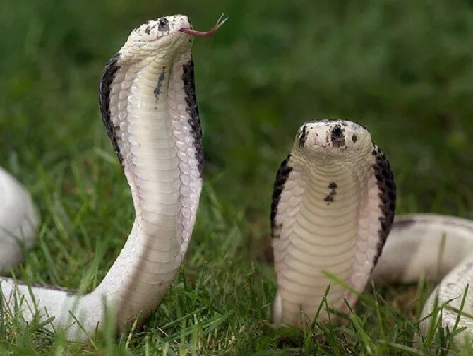 Белые королевские кобры