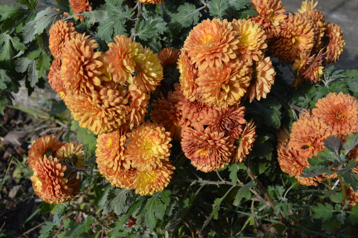 Фото автора. 08.11.2023. Осенние цветы Кубани.