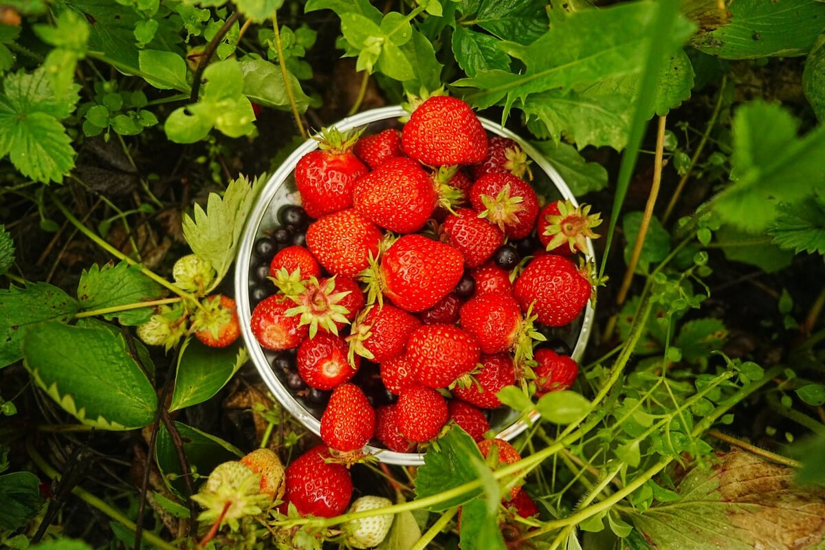 Подпишись на наш канал, чтобы урожай радовал!