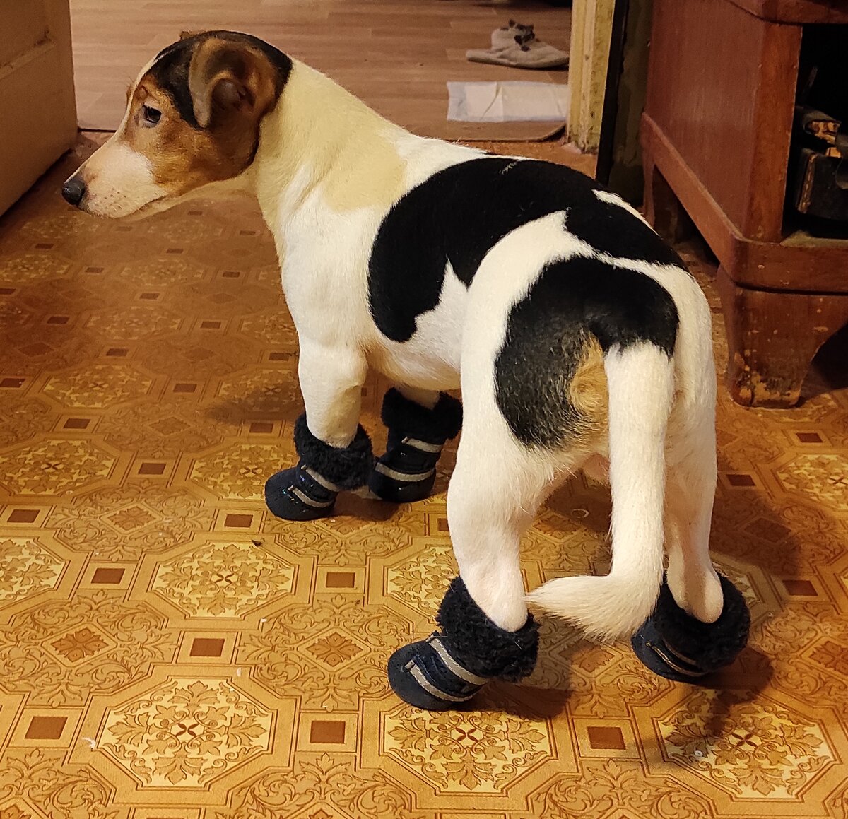 Обувь для собак мелких пород: зачем это нужно