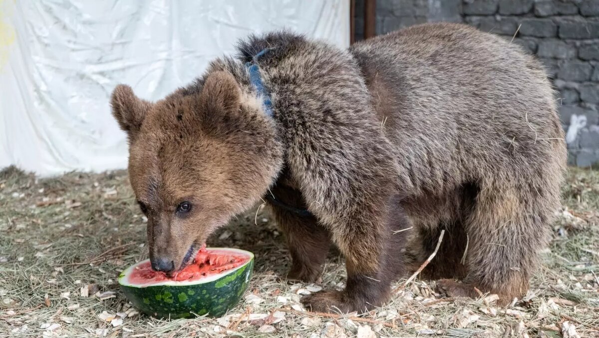     Волгоградские волонтеры спасли из рук браконьеров медвежонка Бурушку. Летом измученное животное использовали в фотобизнесе, а осенью держали на цепи в конюшне.
