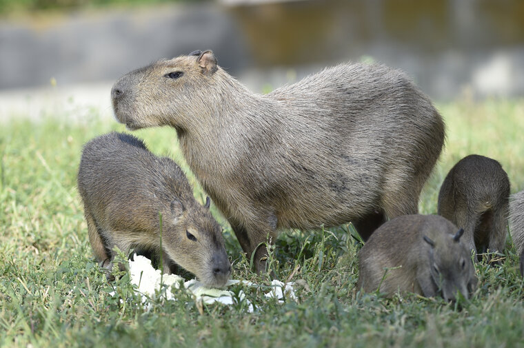    Капибар выбирали юных, чтобы посетители могли отслеживать, как они растут