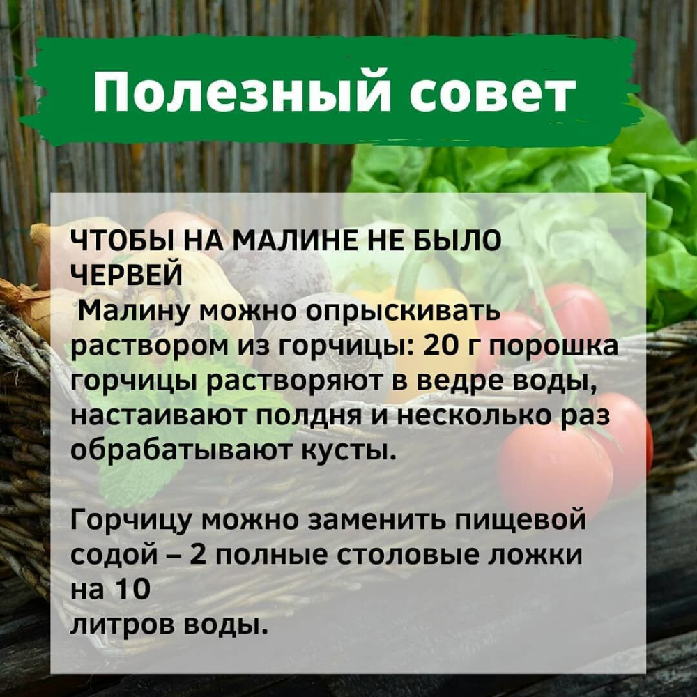 Какое растение запретили выращивать дачникам. Полезные советы для садоводов. Советы дачникам. Полезные советы для сада. Сад и огород полезные советы.