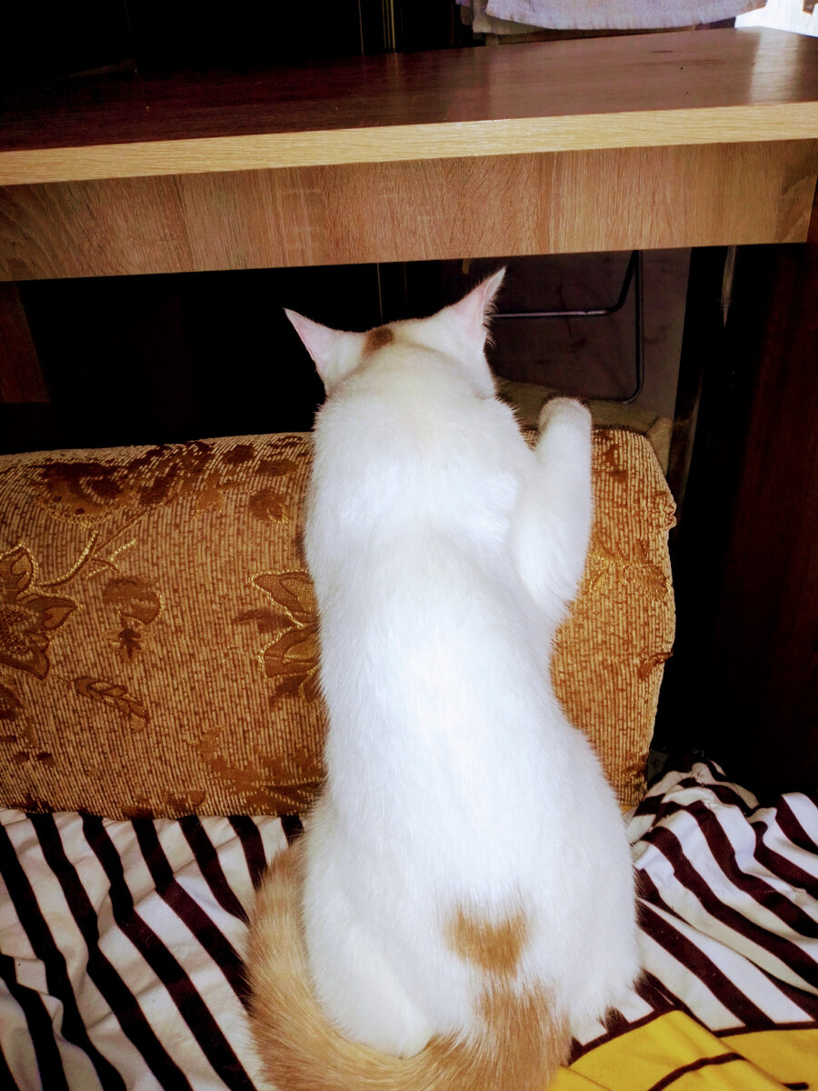 Сплю я в позе любой, хоть стОя!