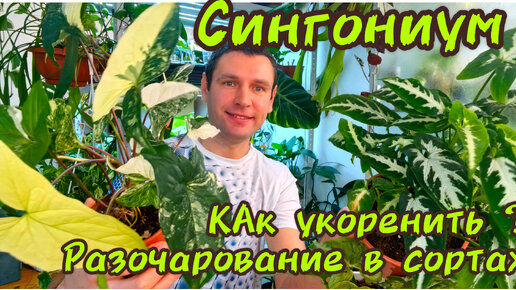 Сингониумы /Разочарование/ Как размножить и секреты успешного ...