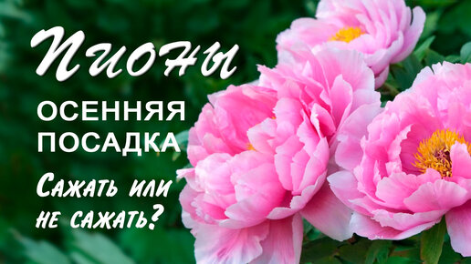 препарат омекс микромакс