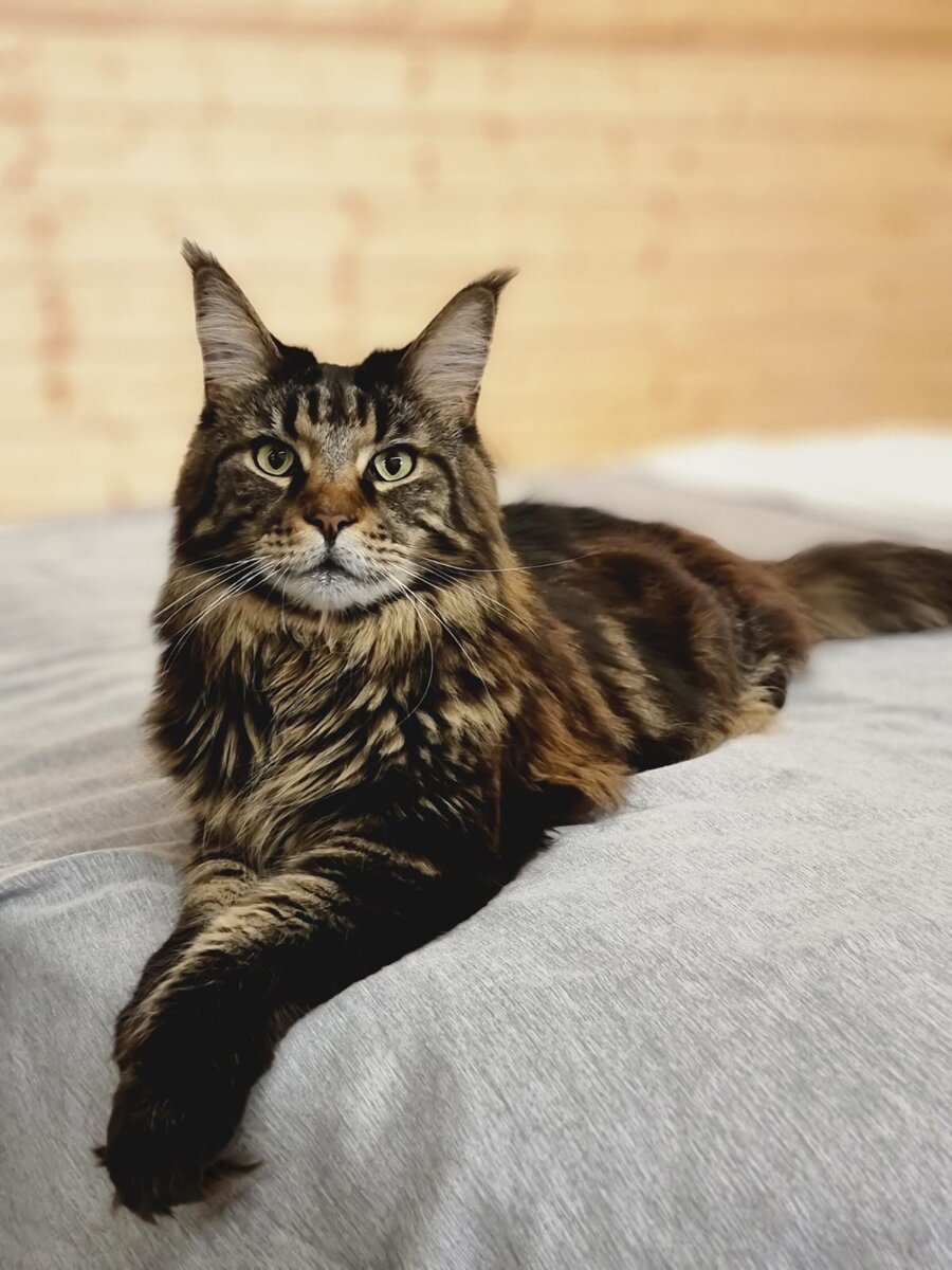 Электра. Мейн-кун. Фото автора