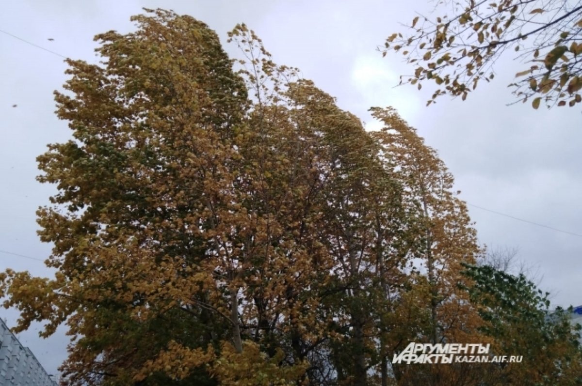    В МЧС посоветовали в четверг, 9 ноября, из-за погоды не выходить на улицу
