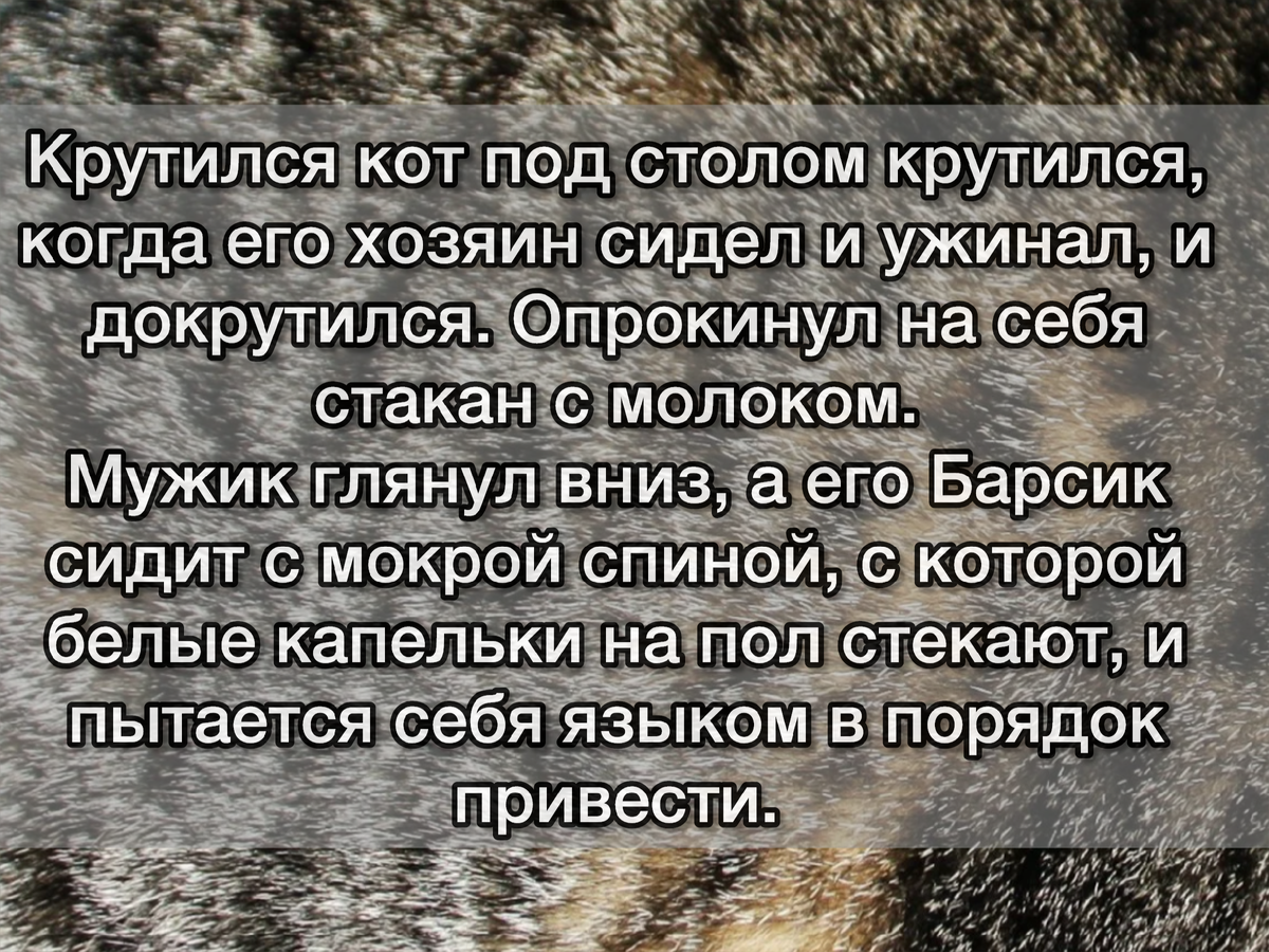 4 случая с мужчинами, которым забыли дать инструкцию по эксплуатации кота |  Кошка.ru | Дзен