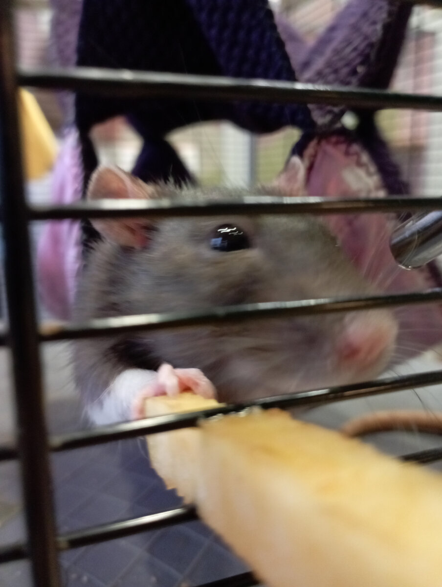 Крыска Лариска 🐭