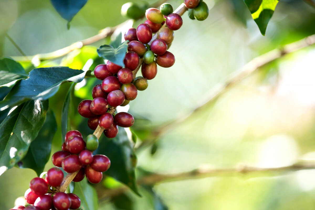 Coffea canephora плантации