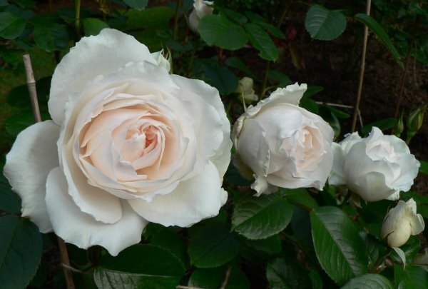 Фото из интернета